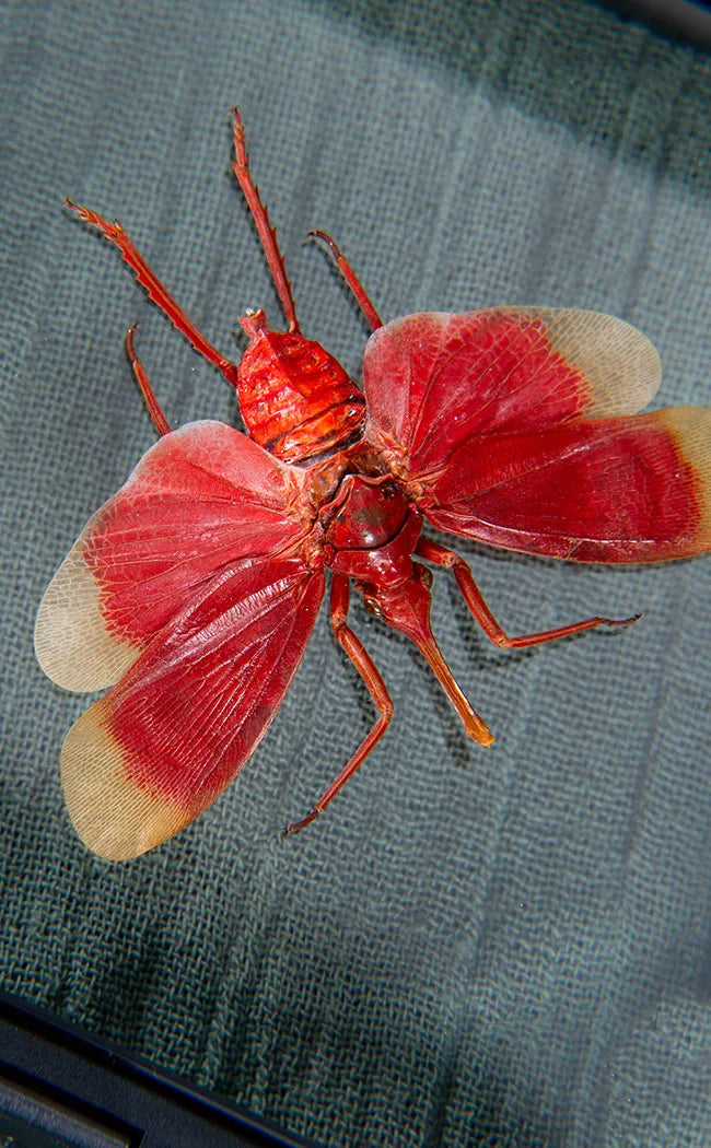 Blood-red Lanternfly in Display Case | Pyrops Hamdjahi