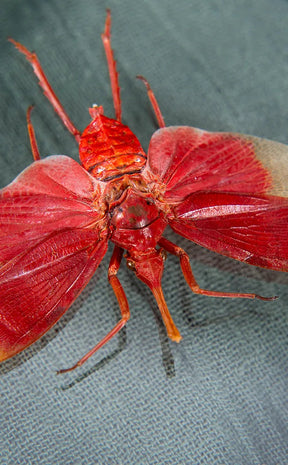 Blood-red Lanternfly in Display Case | Pyrops Hamdjahi