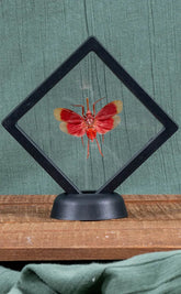 Blood-red Lanternfly in Display Case | Pyrops Hamdjahi