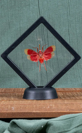 Blood-red Lanternfly in Display Case | Pyrops Hamdjahi