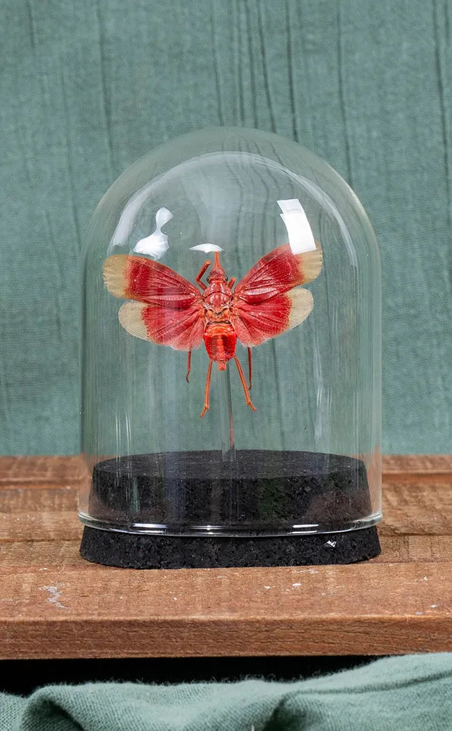 Blood-red Lanternfly in Glass Dome | Pyrops Hamdjahi