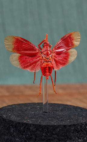 Blood-red Lanternfly in Glass Dome | Pyrops Hamdjahi