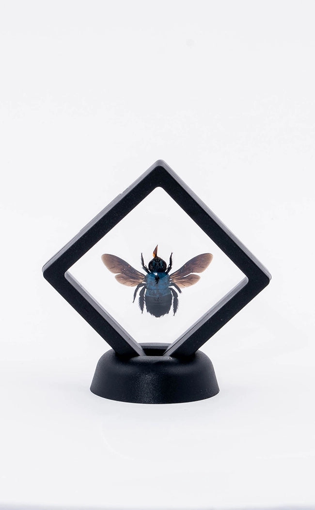 Blue Carpenter Bee in Display Case