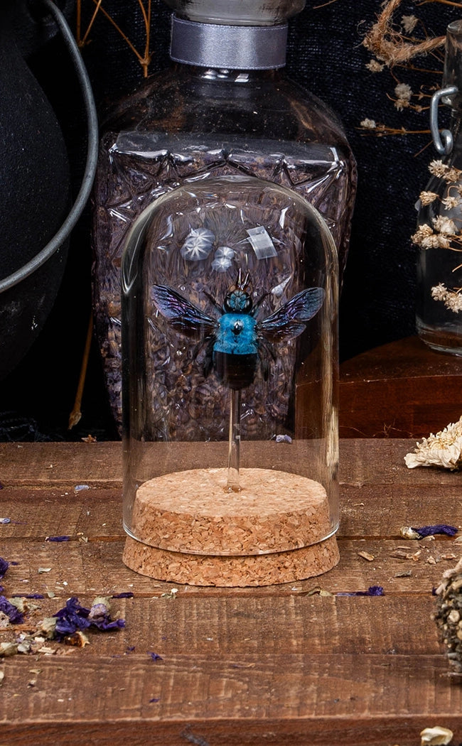 Blue Carpenter Bee in Glass Dome