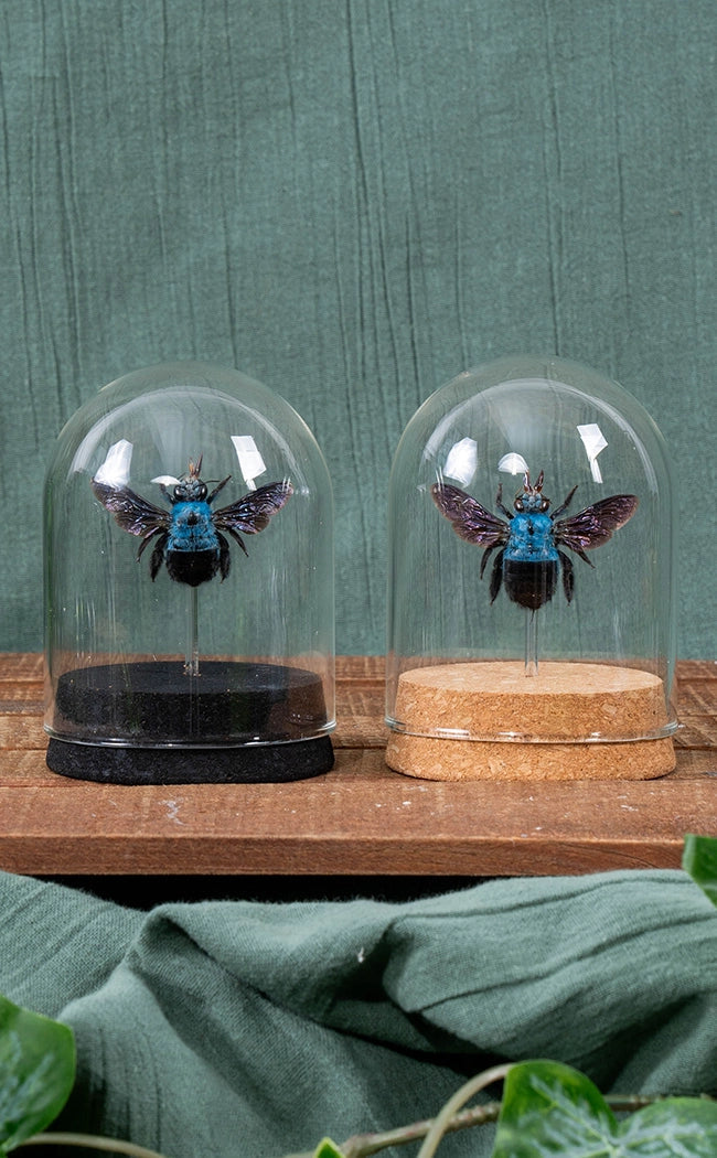 Blue Carpenter Bee in Glass Dome