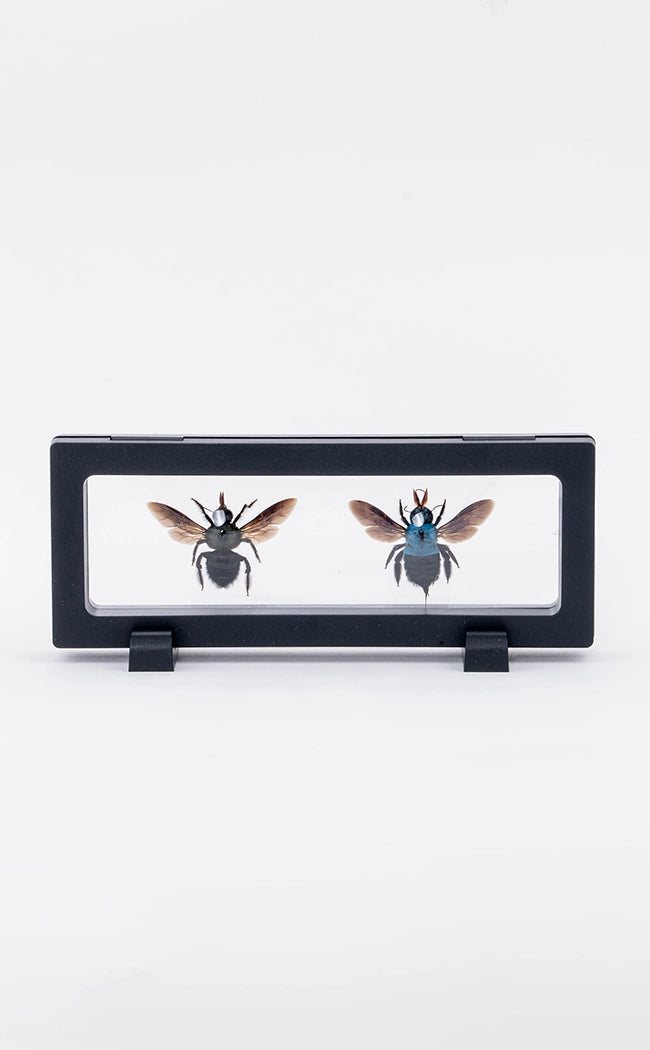 Blue Carpenter Bee Male & Female in Display Case