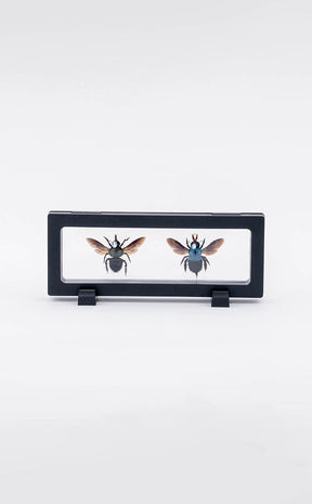 Blue Carpenter Bee Male & Female in Display Case