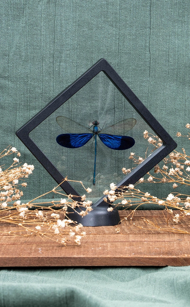 Blue Dragonfly in Display Case | Neurobasis kaupi pavo