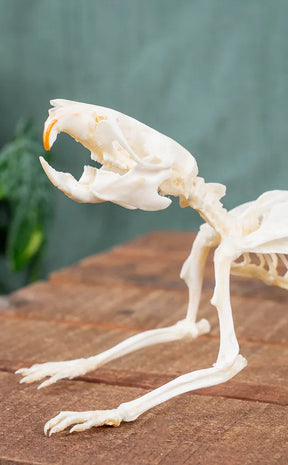 Brown Rat Skeleton