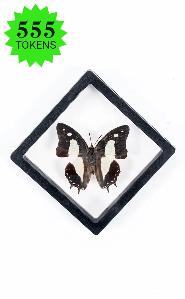 Butterfly in Display Case | Reward Gift