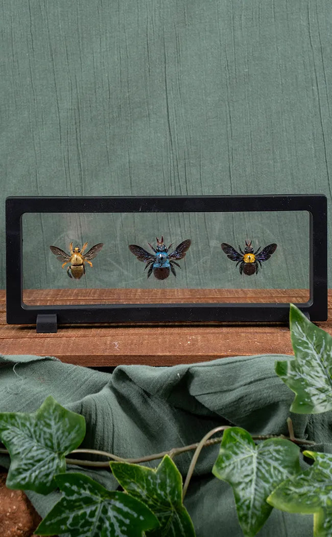 Carpenter Bee Trio in Display Case