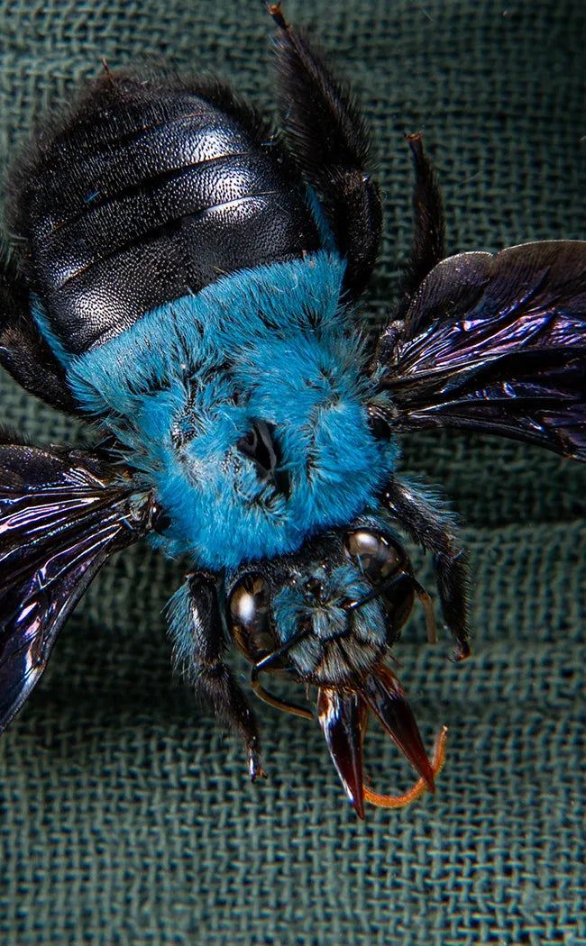 Carpenter Bee Trio in Display Case