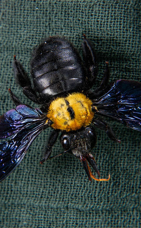 Carpenter Bee Trio in Display Case