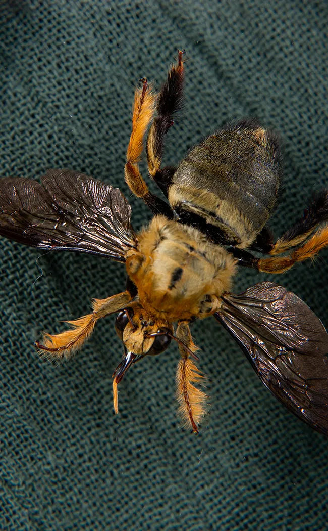 Carpenter Bee Trio in Display Case