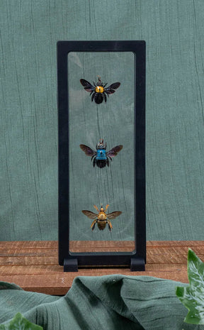 Carpenter Bee Trio in Display Case