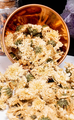 Chrysanthemum Flowers | Witchcraft Herbs-Witch Herbs-Tragic Beautiful