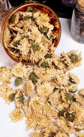 Chrysanthemum Flowers | Witchcraft Herbs-Witch Herbs-Tragic Beautiful