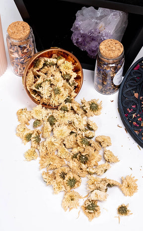 Chrysanthemum Flowers | Witchcraft Herbs-Witch Herbs-Tragic Beautiful