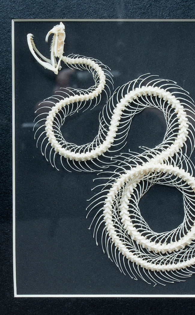 Coiled Viper Skeleton In Shadow Box Frame