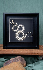 Coiled Viper Skeleton In Shadow Box Frame