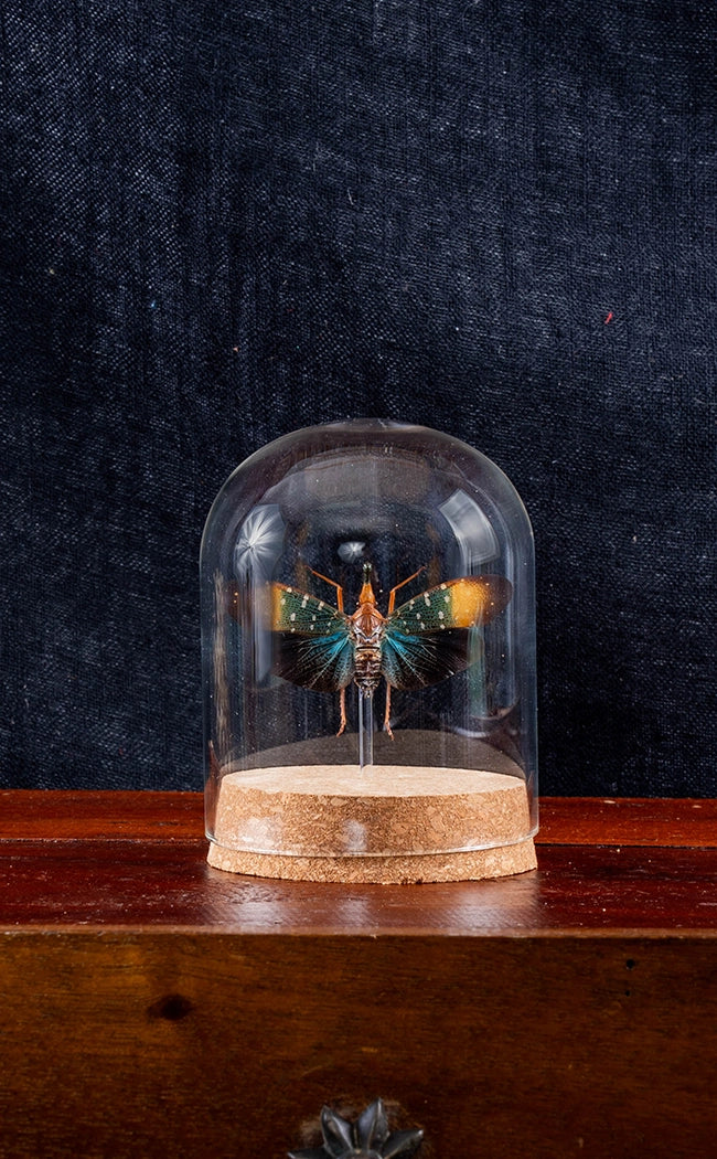 Colourful Lanternfly (Pyrops gunjii) in Glass Cloche