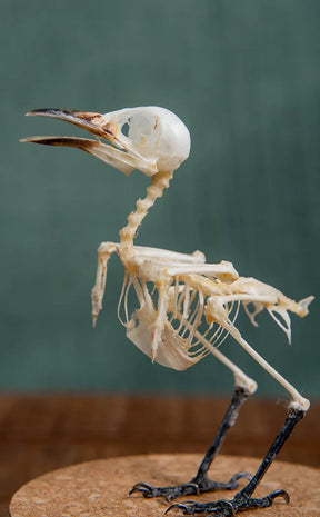 Common Iora (Aegithina Tiphia) Articulated Bird Skeleton