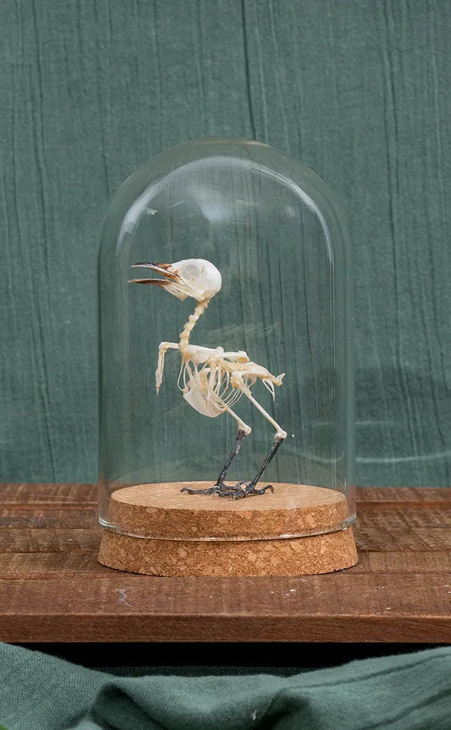 Common Iora (Aegithina Tiphia) Articulated Bird Skeleton