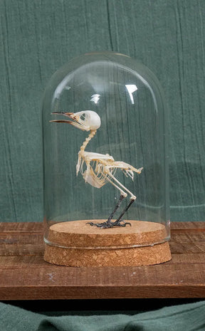 Common Iora (Aegithina Tiphia) Articulated Bird Skeleton