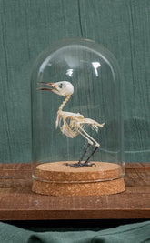 Common Iora (Aegithina Tiphia) Bird Skeleton