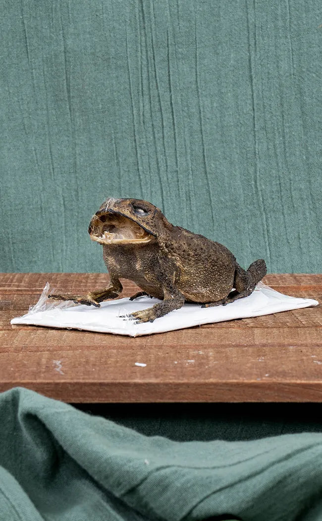 Complete Preserved Asian Toad Taxidermy