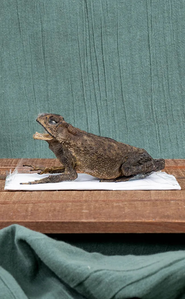 Complete Preserved Asian Toad Taxidermy