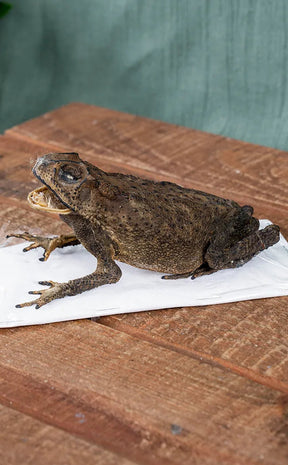 Complete Preserved Asian Toad Taxidermy