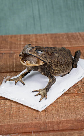 Complete Preserved Asian Toad Taxidermy