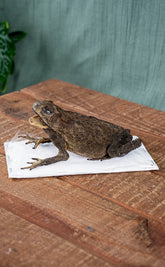 Complete Preserved Asian Toad Taxidermy