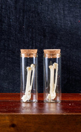 Corvus Corone Crow Bones in Glass Domes