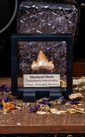 Cretolamna Maroccana Fossil Shark Teeth in Display Case