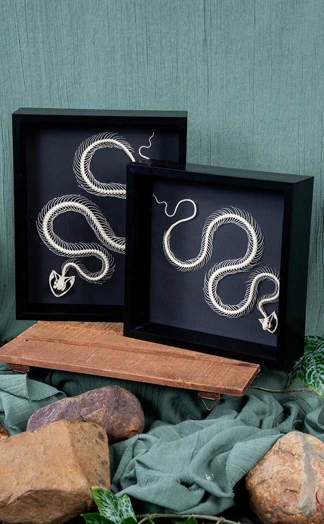 Curved Pit Viper Skeleton In Shadow Box Frame