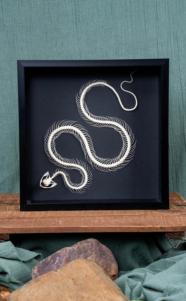 Curved Pit Viper Skeleton In Shadow Box Frame