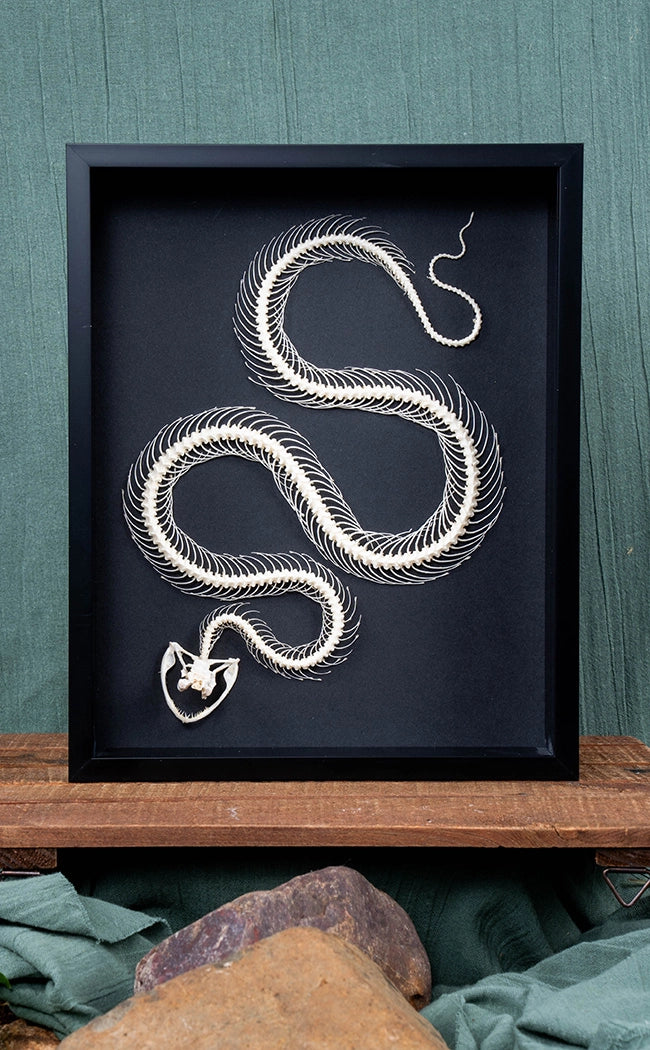 Curved Pit Viper Skeleton In Shadow Box Frame