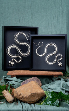 Curved Pit Viper Skeleton In Shadow Box Frame