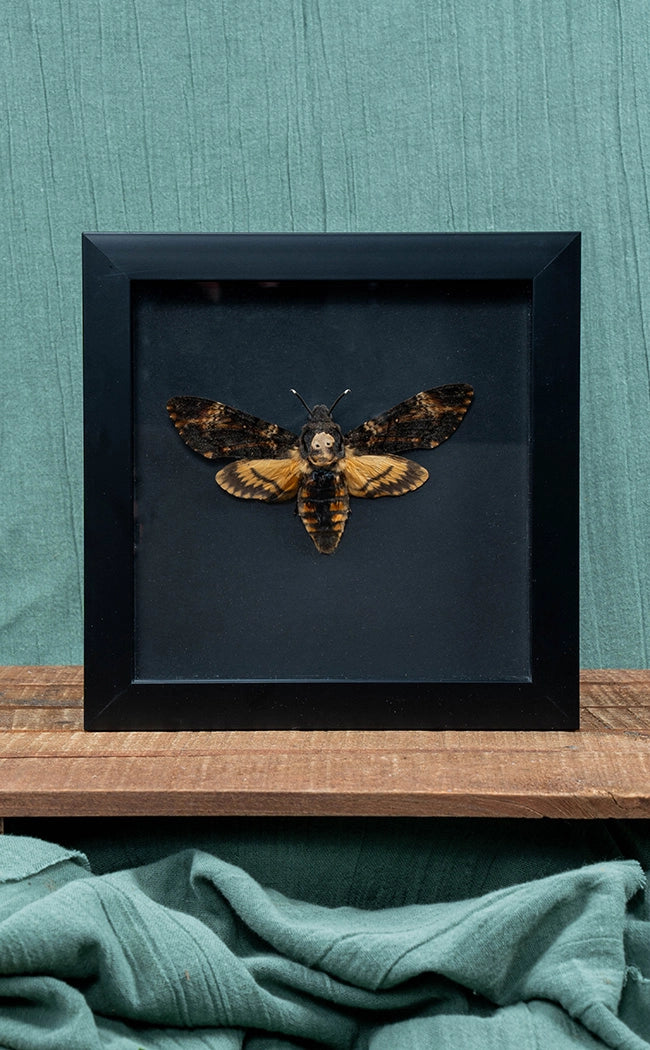 Death's Head Moth In Shadow Box Frame