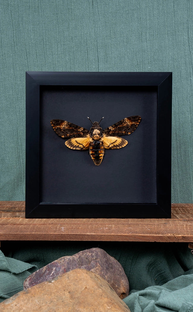 Death's Head Moth In Shadow Box Frame