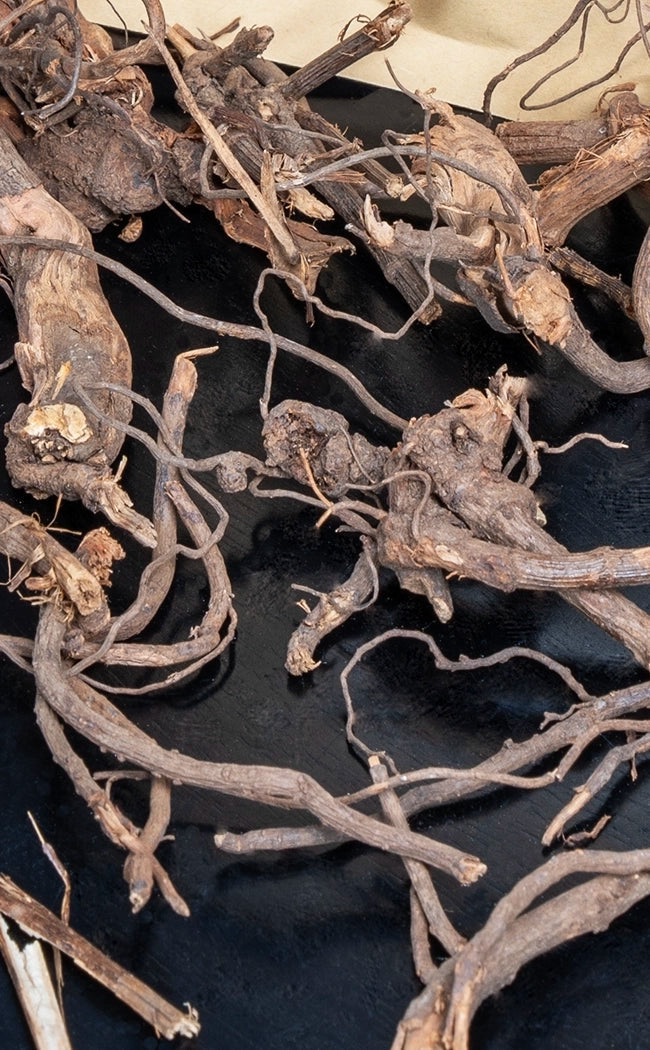 Devils Shoestring | Witchcraft Herbs-Witch Herbs-Tragic Beautiful