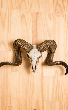 Diablo Ram Skull-Nemesis Now-Tragic Beautiful