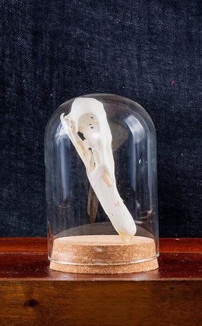 Duck Skulls in Glass Domes