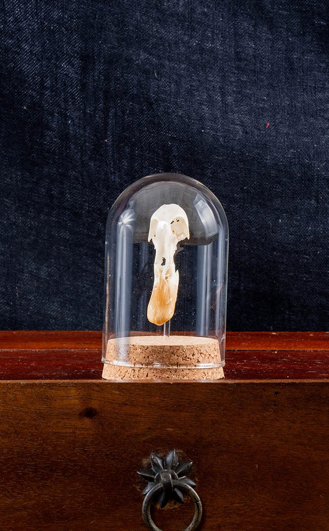 Duck Skulls in Glass Domes