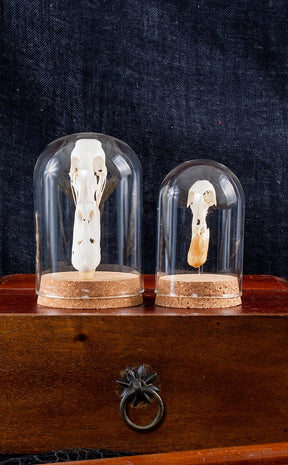 Duck Skulls in Glass Domes