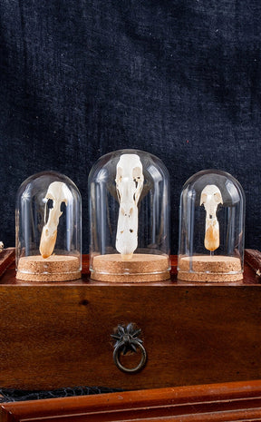 Duck Skulls in Glass Domes