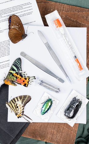 Entomology Pinning Kit Butterflies / Beetles