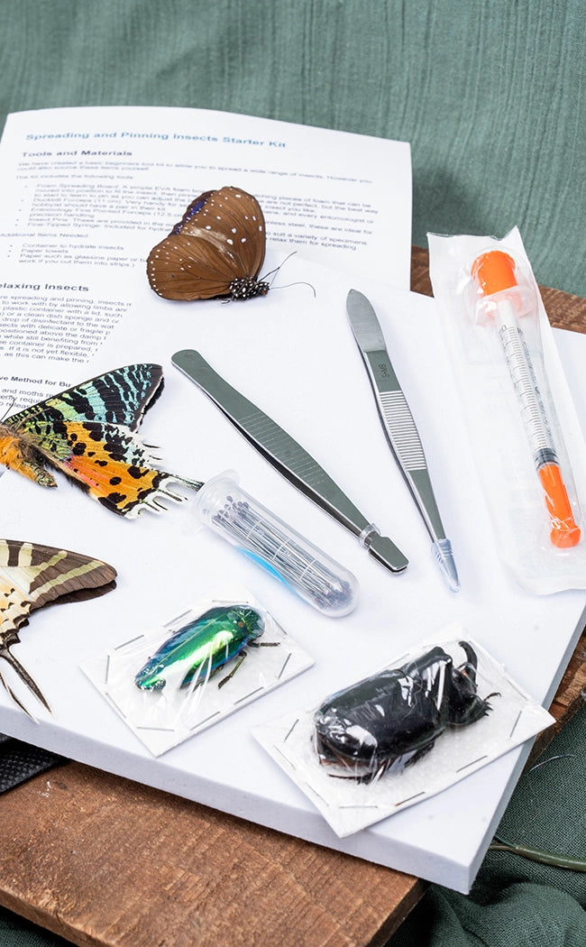 Entomology Pinning Kit Butterflies / Beetles